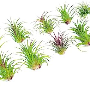 Ionantha Tillandsia Air Plants Live Indoor Plants (10PK), Air Plant Terrarium Plants Live Houseplants, Live Plants Indoor Plant Kit, Easy Care Plants for Air Plant Holder or Garden by Plants for Pets