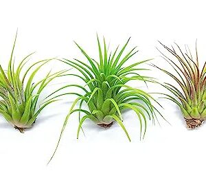 Ionantha Tillandsia Air Plants Live Indoor Plants (10PK), Air Plant Terrarium Plants Live Houseplants, Live Plants Indoor Plant Kit, Easy Care Plants for Air Plant Holder or Garden by Plants for Pets