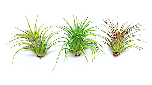 Ionantha Tillandsia Air Plants Live Indoor Plants (10PK), Air Plant Terrarium Plants Live Houseplants, Live Plants Indoor Plant Kit, Easy Care Plants for Air Plant Holder or Garden by Plants for Pets