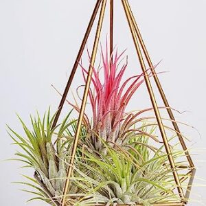 Ionantha Tillandsia Air Plants Live Indoor Plants (10PK), Air Plant Terrarium Plants Live Houseplants, Live Plants Indoor Plant Kit, Easy Care Plants for Air Plant Holder or Garden by Plants for Pets