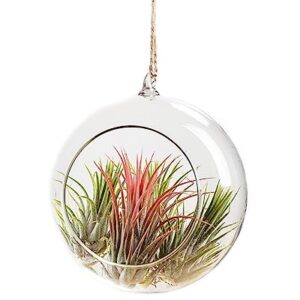 Ionantha Tillandsia Air Plants Live Indoor Plants (10PK), Air Plant Terrarium Plants Live Houseplants, Live Plants Indoor Plant Kit, Easy Care Plants for Air Plant Holder or Garden by Plants for Pets
