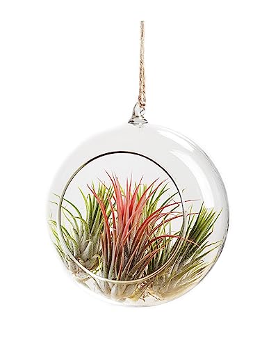 Ionantha Tillandsia Air Plants Live Indoor Plants (10PK), Air Plant Terrarium Plants Live Houseplants, Live Plants Indoor Plant Kit, Easy Care Plants for Air Plant Holder or Garden by Plants for Pets