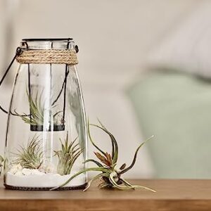 Ionantha Tillandsia Air Plants Live Indoor Plants (10PK), Air Plant Terrarium Plants Live Houseplants, Live Plants Indoor Plant Kit, Easy Care Plants for Air Plant Holder or Garden by Plants for Pets