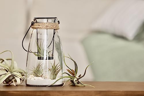 Ionantha Tillandsia Air Plants Live Indoor Plants (10PK), Air Plant Terrarium Plants Live Houseplants, Live Plants Indoor Plant Kit, Easy Care Plants for Air Plant Holder or Garden by Plants for Pets