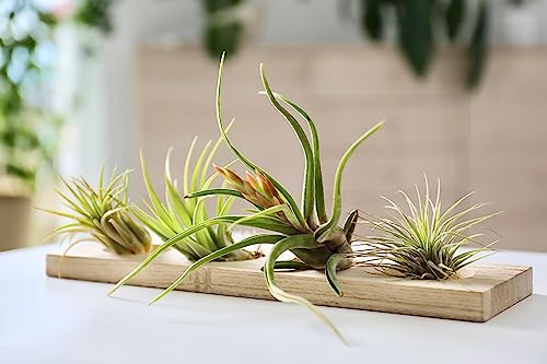 Ionantha Tillandsia Air Plants Live Indoor Plants (10PK), Air Plant Terrarium Plants Live Houseplants, Live Plants Indoor Plant Kit, Easy Care Plants for Air Plant Holder or Garden by Plants for Pets