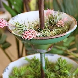 Ionantha Tillandsia Air Plants Live Indoor Plants (10PK), Air Plant Terrarium Plants Live Houseplants, Live Plants Indoor Plant Kit, Easy Care Plants for Air Plant Holder or Garden by Plants for Pets