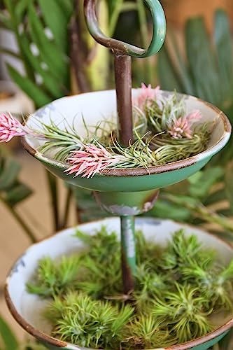 Ionantha Tillandsia Air Plants Live Indoor Plants (10PK), Air Plant Terrarium Plants Live Houseplants, Live Plants Indoor Plant Kit, Easy Care Plants for Air Plant Holder or Garden by Plants for Pets