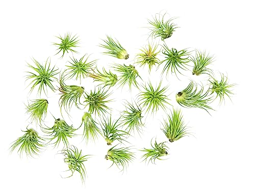 Ionantha Tillandsia Air Plants Live Indoor Plants (10PK), Air Plant Terrarium Plants Live Houseplants, Live Plants Indoor Plant Kit, Easy Care Plants for Air Plant Holder or Garden by Plants for Pets