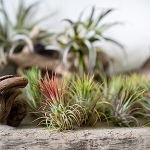 Ionantha Tillandsia Air Plants Live Indoor Plants (10PK), Air Plant Terrarium Plants Live Houseplants, Live Plants Indoor Plant Kit, Easy Care Plants for Air Plant Holder or Garden by Plants for Pets