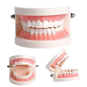 dental teach study adult standard demonstration typodont teeth model pink
