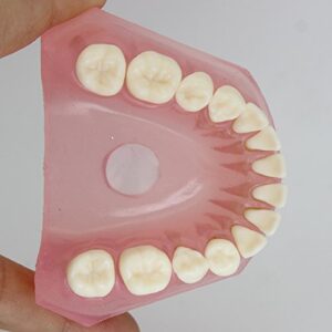 Dental Implant Teeth Model Study Teach Standard Model with Removable Teeth