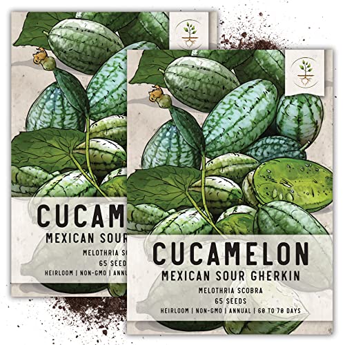 Seed Needs, Cucamelon/Mexican Sour Gherkin Seeds for Planting (Melothria scobra) Heirloom, Non-GMO & Untreated (2 Packs)