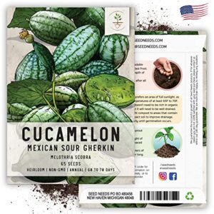 Seed Needs, Cucamelon/Mexican Sour Gherkin Seeds for Planting (Melothria scobra) Heirloom, Non-GMO & Untreated (2 Packs)