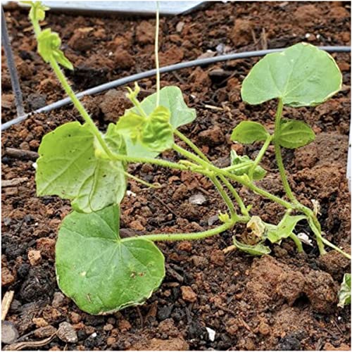 Seed Needs, Cucamelon/Mexican Sour Gherkin Seeds for Planting (Melothria scobra) Heirloom, Non-GMO & Untreated (2 Packs)