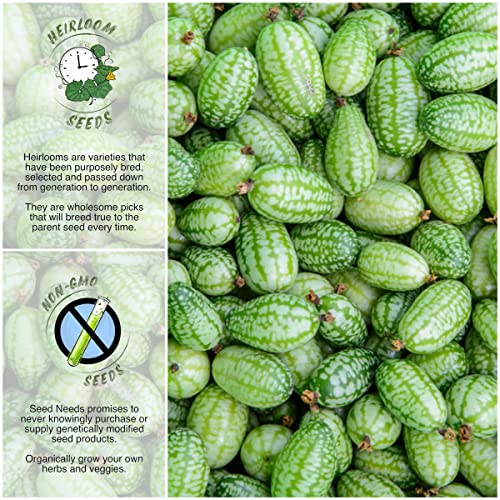 Seed Needs, Cucamelon/Mexican Sour Gherkin Seeds for Planting (Melothria scobra) Heirloom, Non-GMO & Untreated (2 Packs)