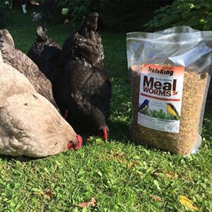 TradeKing 5 lb Dried Mealworms - High Protein Treat for Wild Birds, Chicken, Fish & Reptiles