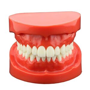 Dental Typodont Standard Teeth Model for Teaching Practice Demonstration Flossing Model for Adult