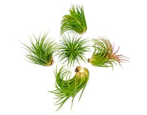 ionantha tillandsia air plants live indoor plants (5pk), air plant terrarium plants live houseplants, live plants indoor plant kit, easy care plants for air plant holder or garden by plants for pets