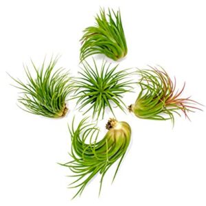 Ionantha Tillandsia Air Plants Live Indoor Plants (5PK), Air Plant Terrarium Plants Live Houseplants, Live Plants Indoor Plant Kit, Easy Care Plants for Air Plant Holder or Garden by Plants for Pets