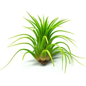 Ionantha Tillandsia Air Plants Live Indoor Plants (5PK), Air Plant Terrarium Plants Live Houseplants, Live Plants Indoor Plant Kit, Easy Care Plants for Air Plant Holder or Garden by Plants for Pets