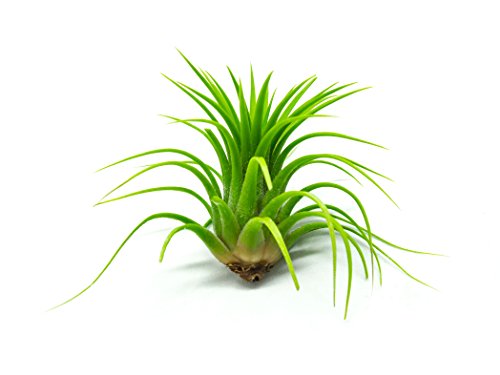 Ionantha Tillandsia Air Plants Live Indoor Plants (5PK), Air Plant Terrarium Plants Live Houseplants, Live Plants Indoor Plant Kit, Easy Care Plants for Air Plant Holder or Garden by Plants for Pets