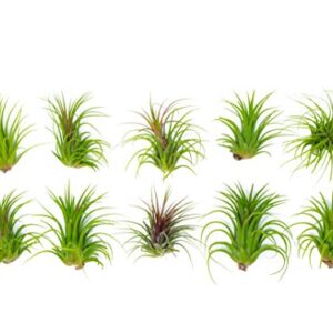 Ionantha Tillandsia Air Plants Live Indoor Plants (5PK), Air Plant Terrarium Plants Live Houseplants, Live Plants Indoor Plant Kit, Easy Care Plants for Air Plant Holder or Garden by Plants for Pets