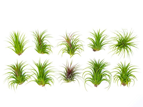 Ionantha Tillandsia Air Plants Live Indoor Plants (5PK), Air Plant Terrarium Plants Live Houseplants, Live Plants Indoor Plant Kit, Easy Care Plants for Air Plant Holder or Garden by Plants for Pets