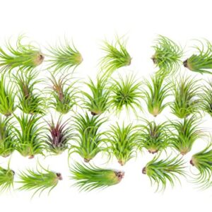 Ionantha Tillandsia Air Plants Live Indoor Plants (5PK), Air Plant Terrarium Plants Live Houseplants, Live Plants Indoor Plant Kit, Easy Care Plants for Air Plant Holder or Garden by Plants for Pets