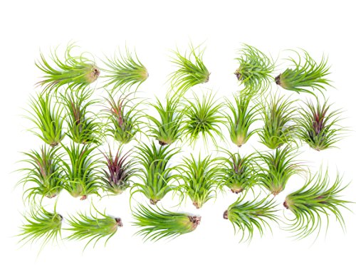 Ionantha Tillandsia Air Plants Live Indoor Plants (5PK), Air Plant Terrarium Plants Live Houseplants, Live Plants Indoor Plant Kit, Easy Care Plants for Air Plant Holder or Garden by Plants for Pets