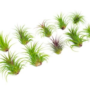 Ionantha Tillandsia Air Plants Live Indoor Plants (5PK), Air Plant Terrarium Plants Live Houseplants, Live Plants Indoor Plant Kit, Easy Care Plants for Air Plant Holder or Garden by Plants for Pets