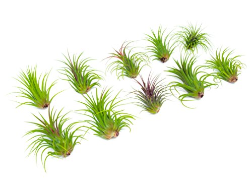 Ionantha Tillandsia Air Plants Live Indoor Plants (5PK), Air Plant Terrarium Plants Live Houseplants, Live Plants Indoor Plant Kit, Easy Care Plants for Air Plant Holder or Garden by Plants for Pets