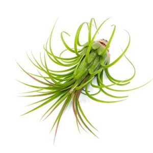 Ionantha Tillandsia Air Plants Live Indoor Plants (5PK), Air Plant Terrarium Plants Live Houseplants, Live Plants Indoor Plant Kit, Easy Care Plants for Air Plant Holder or Garden by Plants for Pets