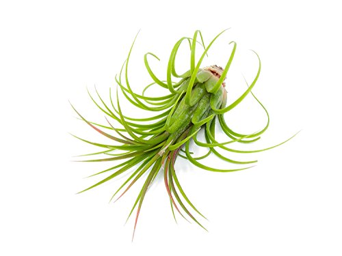 Ionantha Tillandsia Air Plants Live Indoor Plants (5PK), Air Plant Terrarium Plants Live Houseplants, Live Plants Indoor Plant Kit, Easy Care Plants for Air Plant Holder or Garden by Plants for Pets