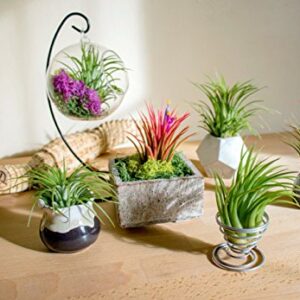 Ionantha Tillandsia Air Plants Live Indoor Plants (5PK), Air Plant Terrarium Plants Live Houseplants, Live Plants Indoor Plant Kit, Easy Care Plants for Air Plant Holder or Garden by Plants for Pets