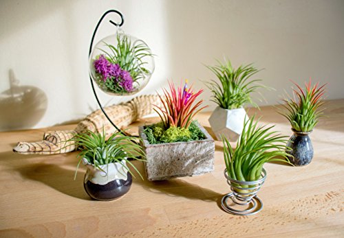 Ionantha Tillandsia Air Plants Live Indoor Plants (5PK), Air Plant Terrarium Plants Live Houseplants, Live Plants Indoor Plant Kit, Easy Care Plants for Air Plant Holder or Garden by Plants for Pets