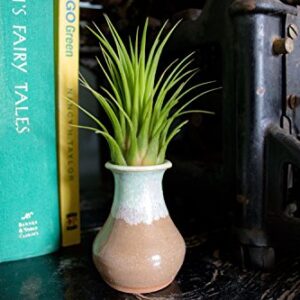 Ionantha Tillandsia Air Plants Live Indoor Plants (5PK), Air Plant Terrarium Plants Live Houseplants, Live Plants Indoor Plant Kit, Easy Care Plants for Air Plant Holder or Garden by Plants for Pets