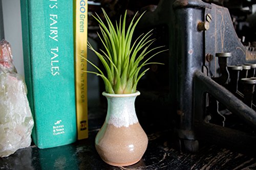 Ionantha Tillandsia Air Plants Live Indoor Plants (5PK), Air Plant Terrarium Plants Live Houseplants, Live Plants Indoor Plant Kit, Easy Care Plants for Air Plant Holder or Garden by Plants for Pets