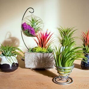 Ionantha Tillandsia Air Plants Live Indoor Plants (5PK), Air Plant Terrarium Plants Live Houseplants, Live Plants Indoor Plant Kit, Easy Care Plants for Air Plant Holder or Garden by Plants for Pets