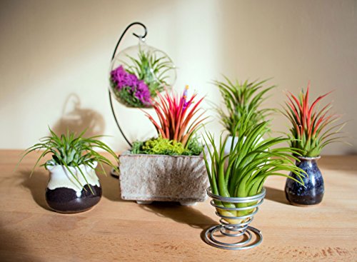 Ionantha Tillandsia Air Plants Live Indoor Plants (5PK), Air Plant Terrarium Plants Live Houseplants, Live Plants Indoor Plant Kit, Easy Care Plants for Air Plant Holder or Garden by Plants for Pets