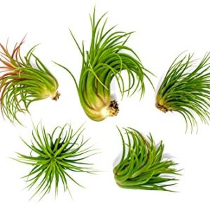 Ionantha Tillandsia Air Plants Live Indoor Plants (5PK), Air Plant Terrarium Plants Live Houseplants, Live Plants Indoor Plant Kit, Easy Care Plants for Air Plant Holder or Garden by Plants for Pets