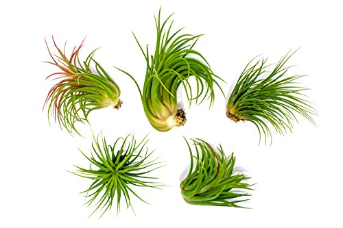 Ionantha Tillandsia Air Plants Live Indoor Plants (5PK), Air Plant Terrarium Plants Live Houseplants, Live Plants Indoor Plant Kit, Easy Care Plants for Air Plant Holder or Garden by Plants for Pets