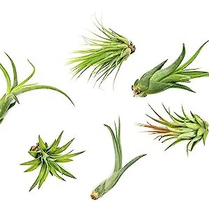 Tillandsia Air Plants Live Indoor Plants (6PK), Airplants Variety Live Plant Kit, Tropical Plants Live Houseplants, Air Plant Live Succulents Plants Live Plants Indoor House Plants by Plants for Pets