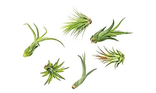 Tillandsia Air Plants Live Indoor Plants (6PK), Airplants Variety Live Plant Kit, Tropical Plants Live Houseplants, Air Plant Live Succulents Plants Live Plants Indoor House Plants by Plants for Pets