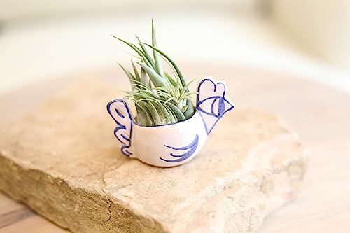 Tillandsia Air Plants Live Indoor Plants (6PK), Airplants Variety Live Plant Kit, Tropical Plants Live Houseplants, Air Plant Live Succulents Plants Live Plants Indoor House Plants by Plants for Pets