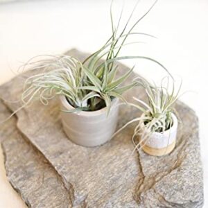 Tillandsia Air Plants Live Indoor Plants (6PK), Airplants Variety Live Plant Kit, Tropical Plants Live Houseplants, Air Plant Live Succulents Plants Live Plants Indoor House Plants by Plants for Pets