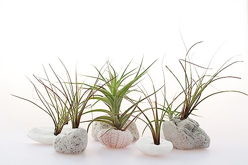 Tillandsia Air Plants Live Indoor Plants (6PK), Airplants Variety Live Plant Kit, Tropical Plants Live Houseplants, Air Plant Live Succulents Plants Live Plants Indoor House Plants by Plants for Pets