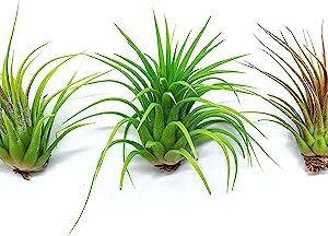 Tillandsia Air Plants Live Indoor Plants (6PK), Airplants Variety Live Plant Kit, Tropical Plants Live Houseplants, Air Plant Live Succulents Plants Live Plants Indoor House Plants by Plants for Pets