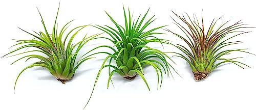 Tillandsia Air Plants Live Indoor Plants (6PK), Airplants Variety Live Plant Kit, Tropical Plants Live Houseplants, Air Plant Live Succulents Plants Live Plants Indoor House Plants by Plants for Pets