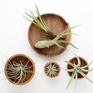 Tillandsia Air Plants Live Indoor Plants (6PK), Airplants Variety Live Plant Kit, Tropical Plants Live Houseplants, Air Plant Live Succulents Plants Live Plants Indoor House Plants by Plants for Pets