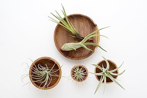 Tillandsia Air Plants Live Indoor Plants (6PK), Airplants Variety Live Plant Kit, Tropical Plants Live Houseplants, Air Plant Live Succulents Plants Live Plants Indoor House Plants by Plants for Pets